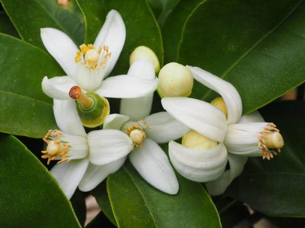 What is orange blossom water for and its uses