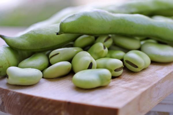 Broad beans properties and contraindications