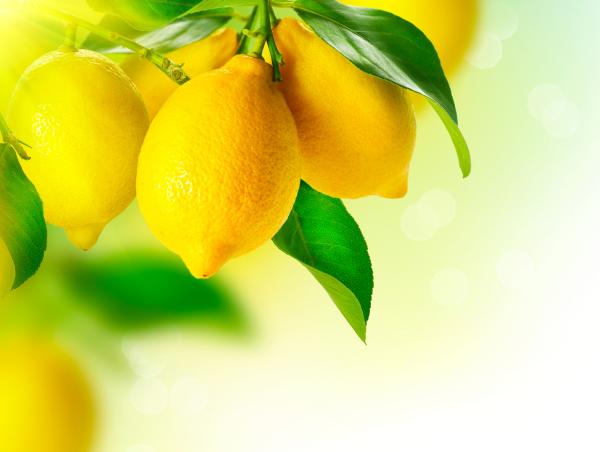 Lemon properties, benefits and contraindications