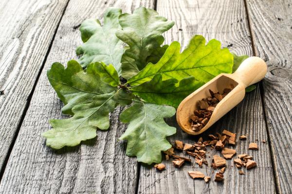 Medicinal properties of holm oak bark