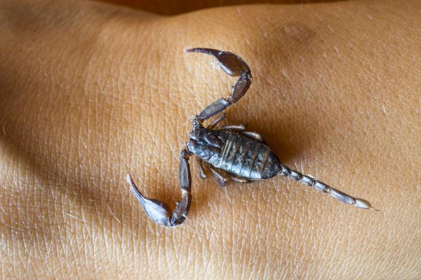 What to do in case of scorpion bite